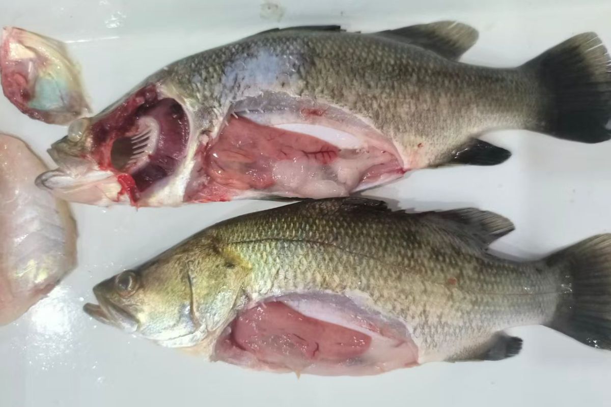 Fish disease testing and aquatic health diagnostics for aquaculture farms in Malaysia