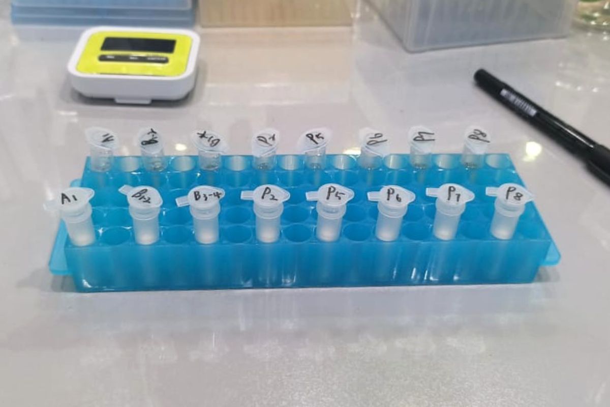 Shrimp PCR testing for disease detection and aquatic health monitoring in Malaysia
