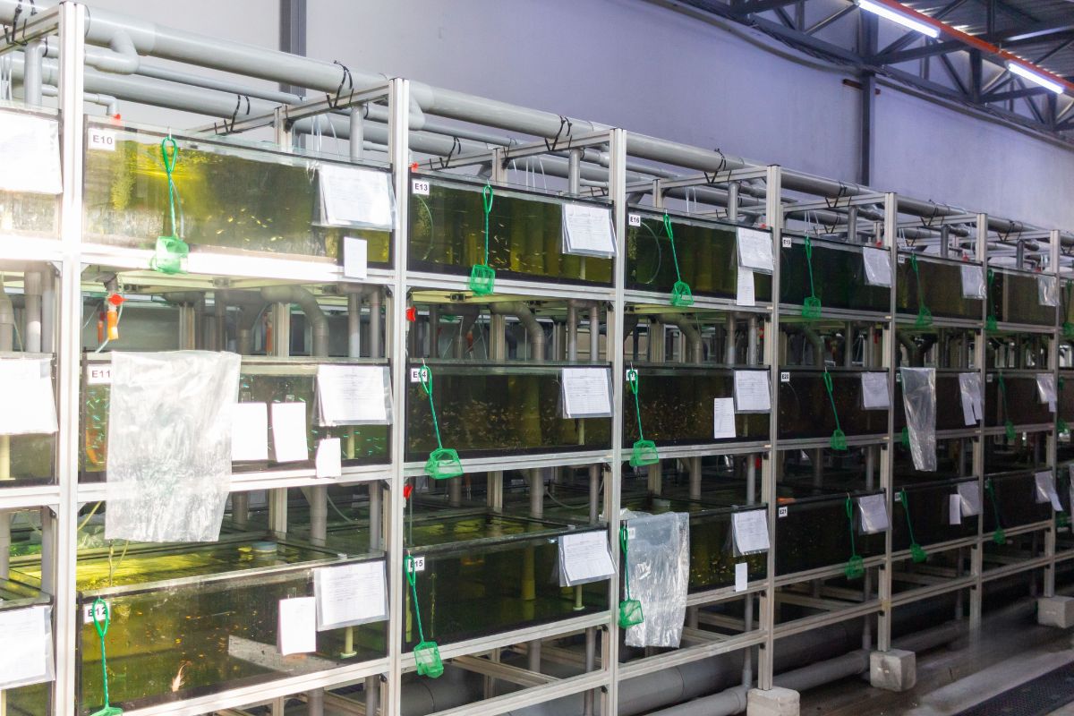 Ornamental fish holding systems supporting global fish sourcing operations