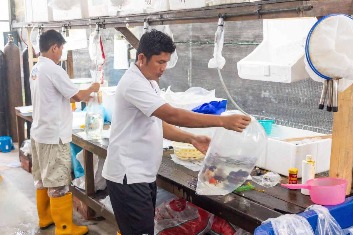 Ornamental fish packing and export preparation at Qian Hu Malaysia
