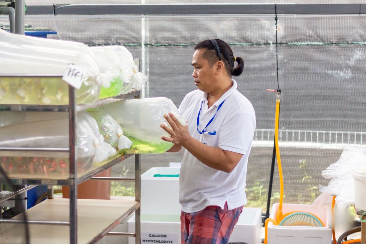 Wholesale ornamental fish distribution and supply operations in Malaysia