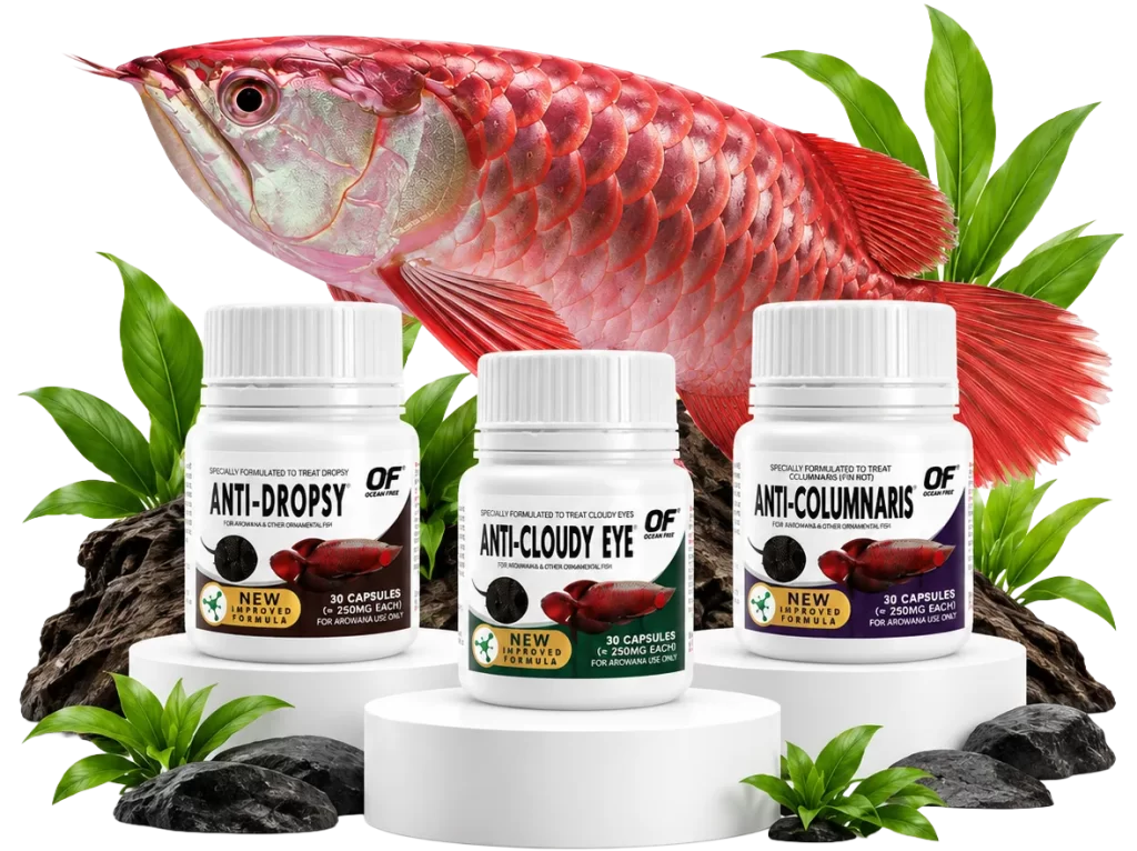 Ocean Free Arowana Capsule Treatment Series with Anti-Dropsy, Anti-Cloudy Eye and Anti-Columnaris treatments